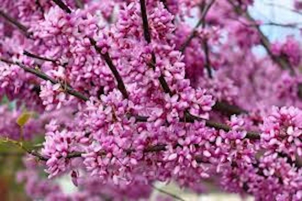 5 Eastern Redbud Tree 12-24" Tall Cercis canadensis Bare Root