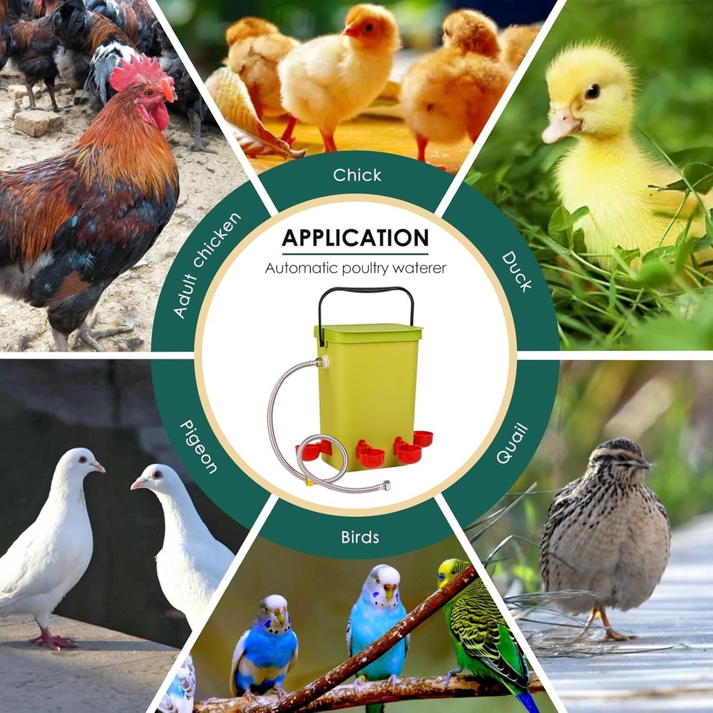 Automatic Chicken Waterer Large Chicken Waterer System Pou