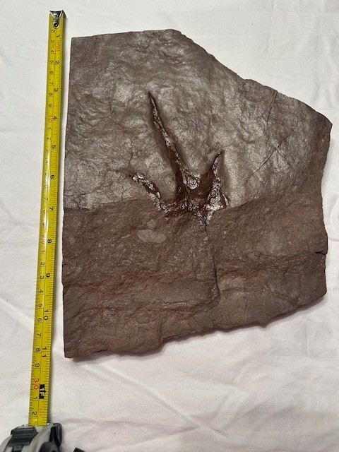 Grallator Dinosaur Tracks, Triassic