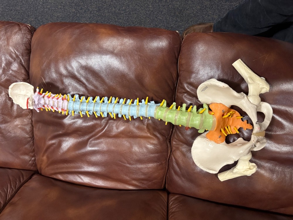 Didactic Flexible Spinal Column Anatomy Model-3B Scientific GmbH