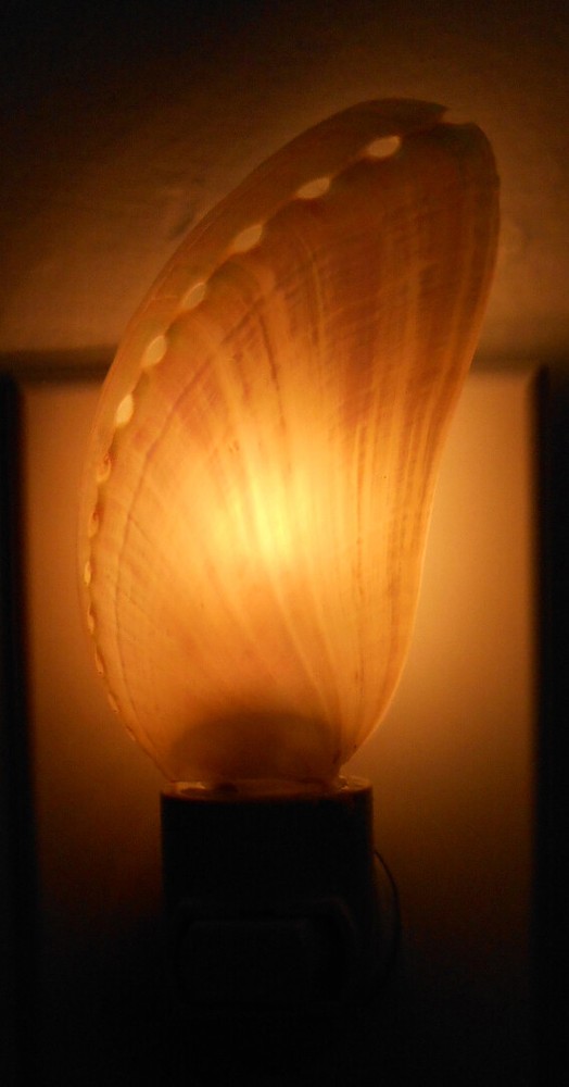 Real Seashell Night Light Pearl Abalone Decorative Beach Decor 4" Automatic