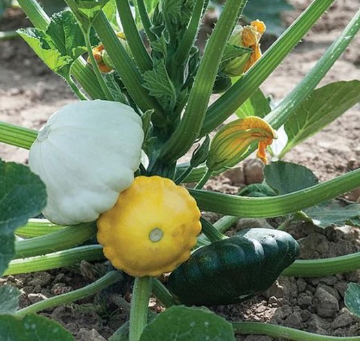 Scallop Blend Squash - 30 Seeds
