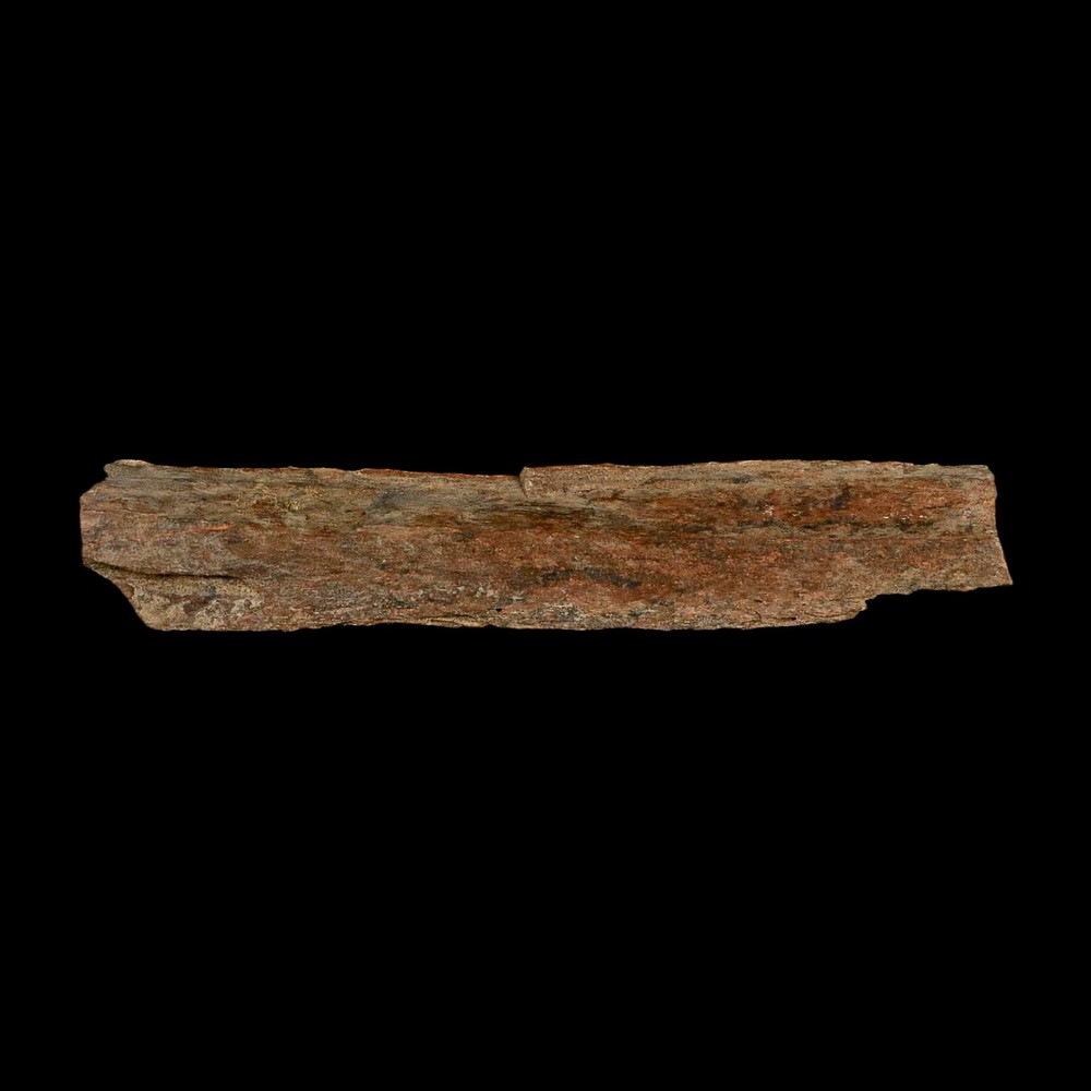 4.1" Corythosaurus Fossil Limb Bone Section Judith River Cretaceous Dinosaur COA