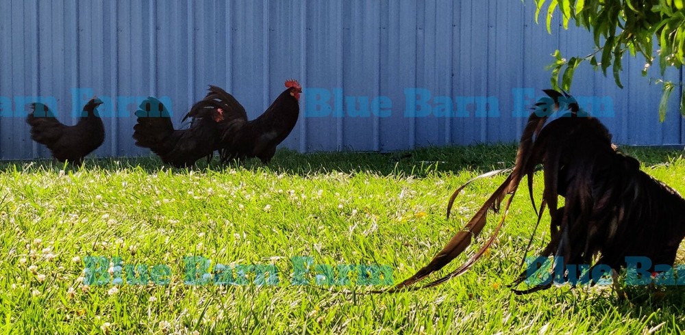 6+ Black PHOENIX Chicken Hatching Eggs. Rare, Elegant, Long-Tail Project Breed