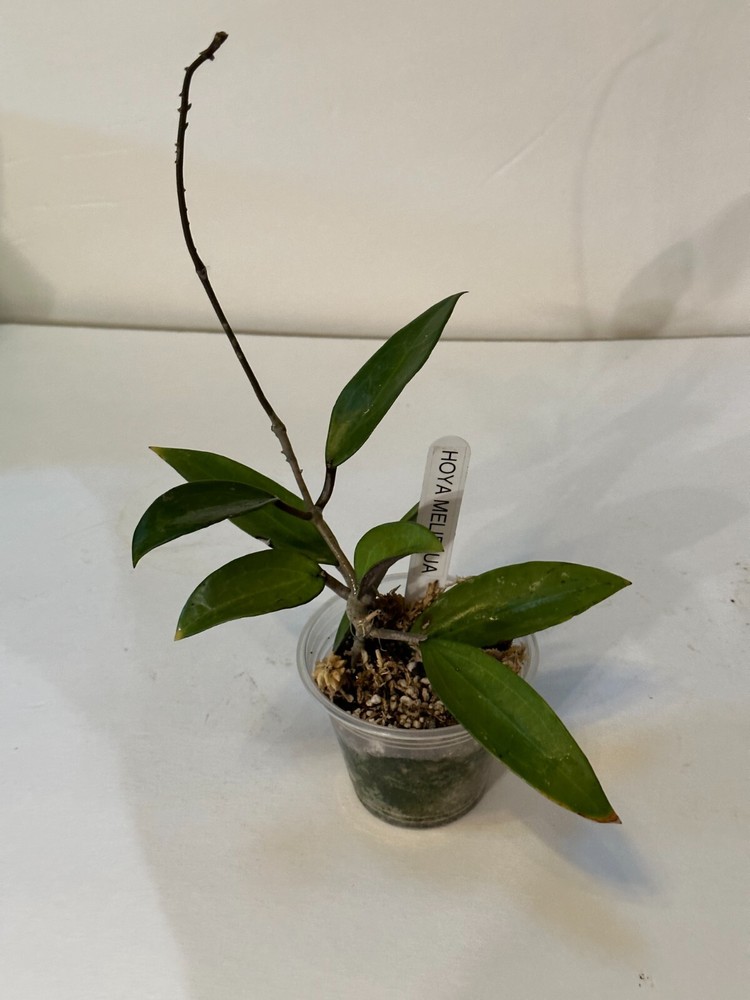 UNIQUE Hoya MELIFLUA plant 4" #111