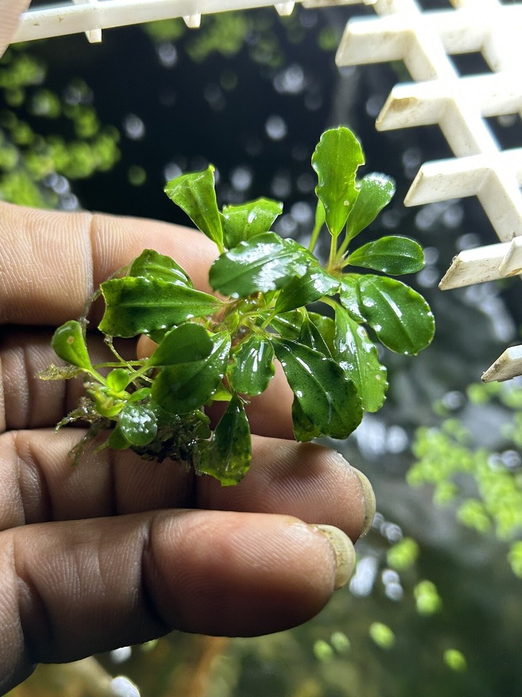 Assorted Bucephalandra Rhizomes