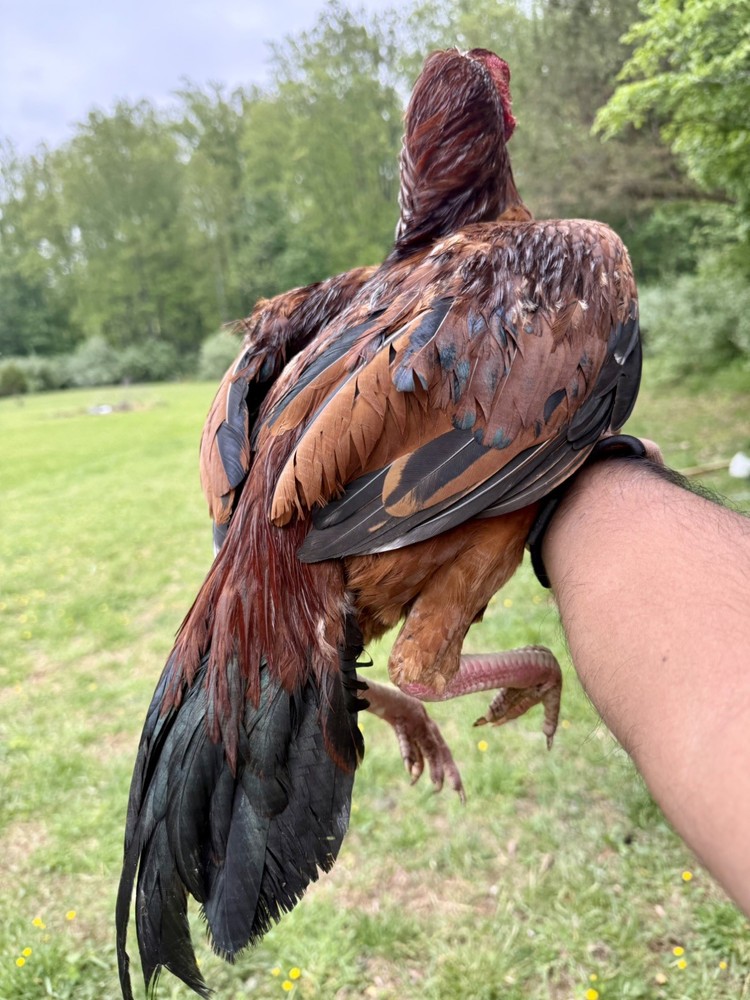 Farm Chicken has Indian/Pakistani Hatching Eggs