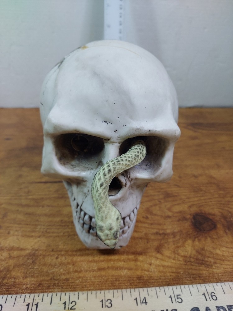 Skull With Snake Decoration 6"