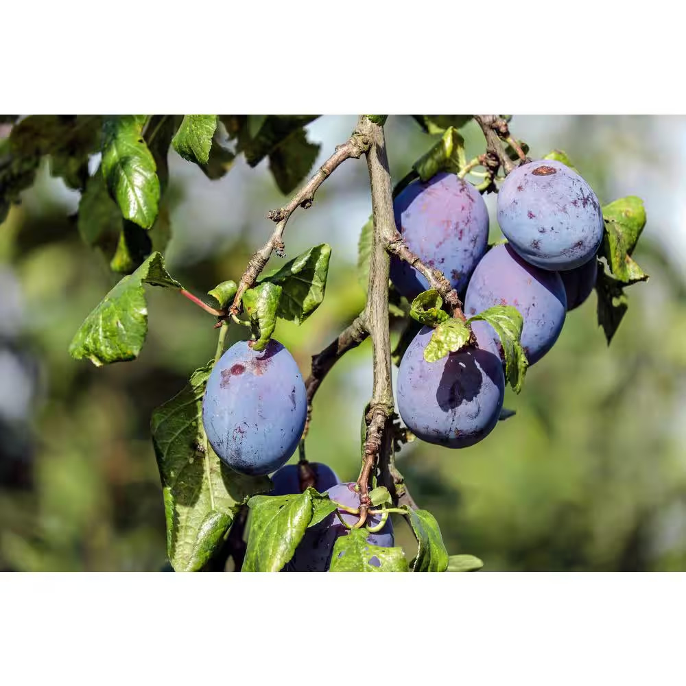 Dwarf Italian Plum Tree Bare Root Free Shipping