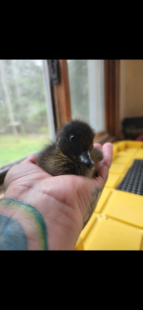 Cayuga Duck Hatching Eggs Pack of 6