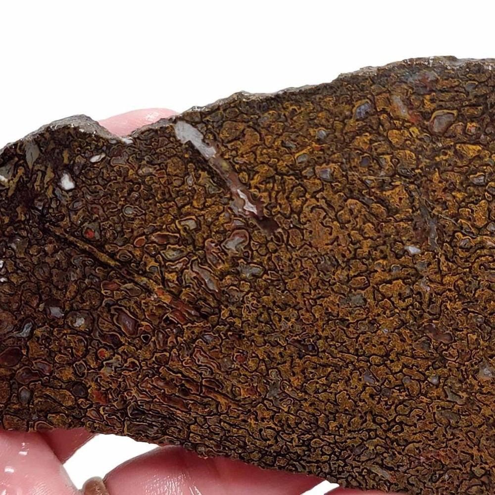 Fossil Gem Dinosaur Bone Slab! Gem Dino Bone Slab!