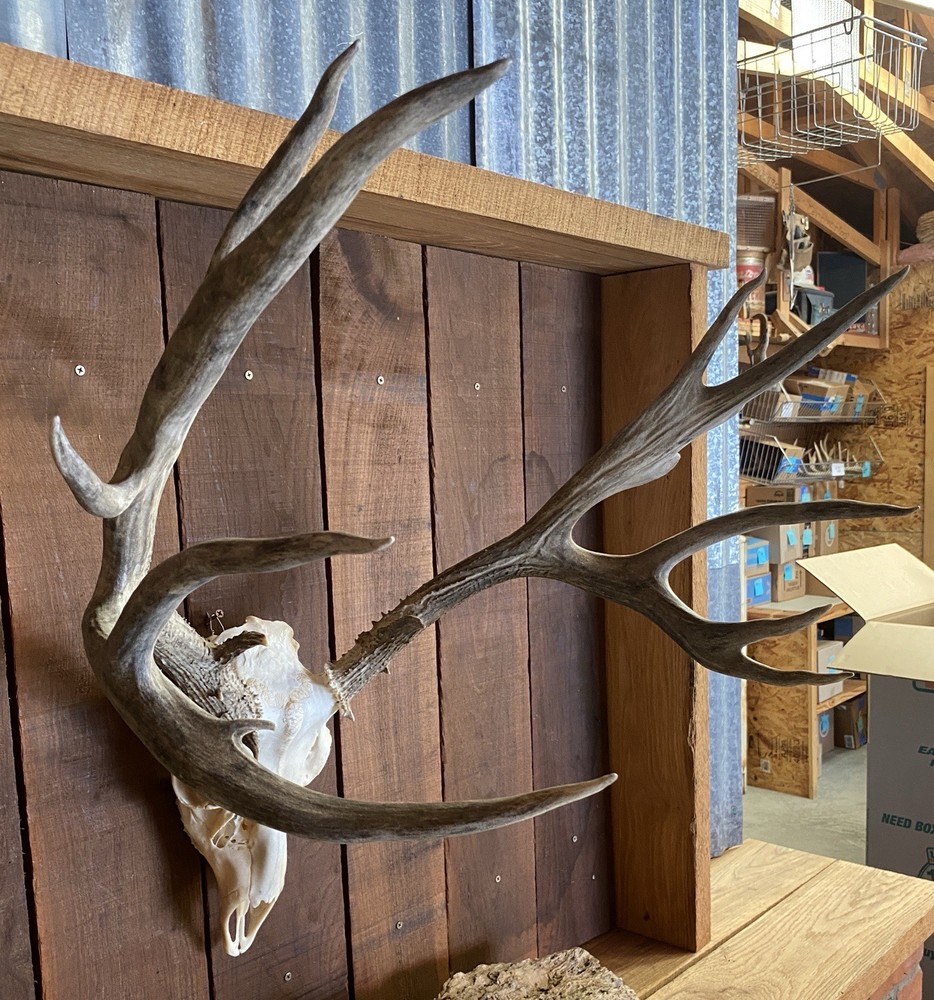 Mule Deer Rack ~ Antlers