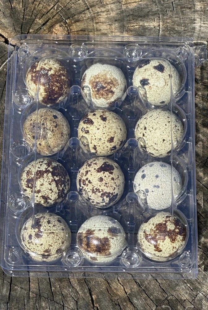 18 Fresh Quail Eggs for Eating or Crafts