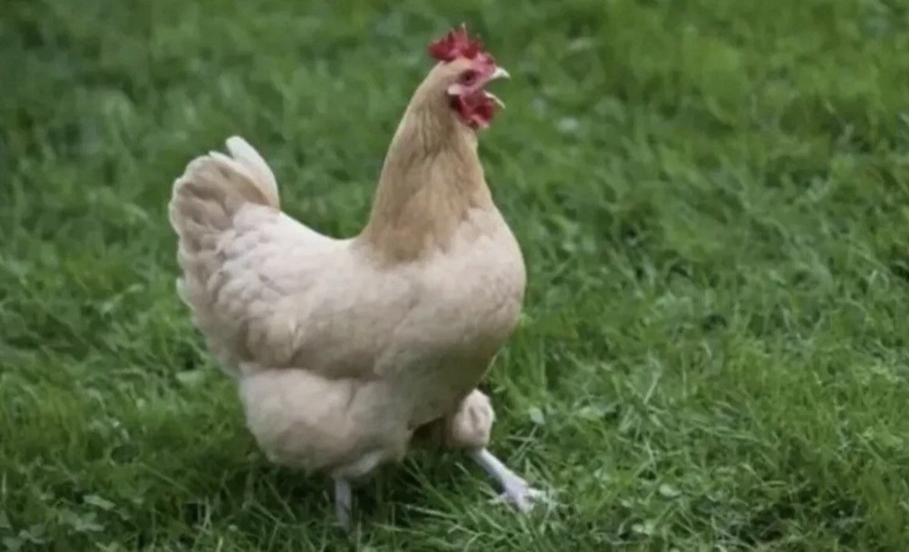 Chicken Antibiotic