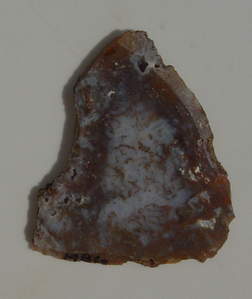 Gold Moss Agate Lapidary Slab 1486