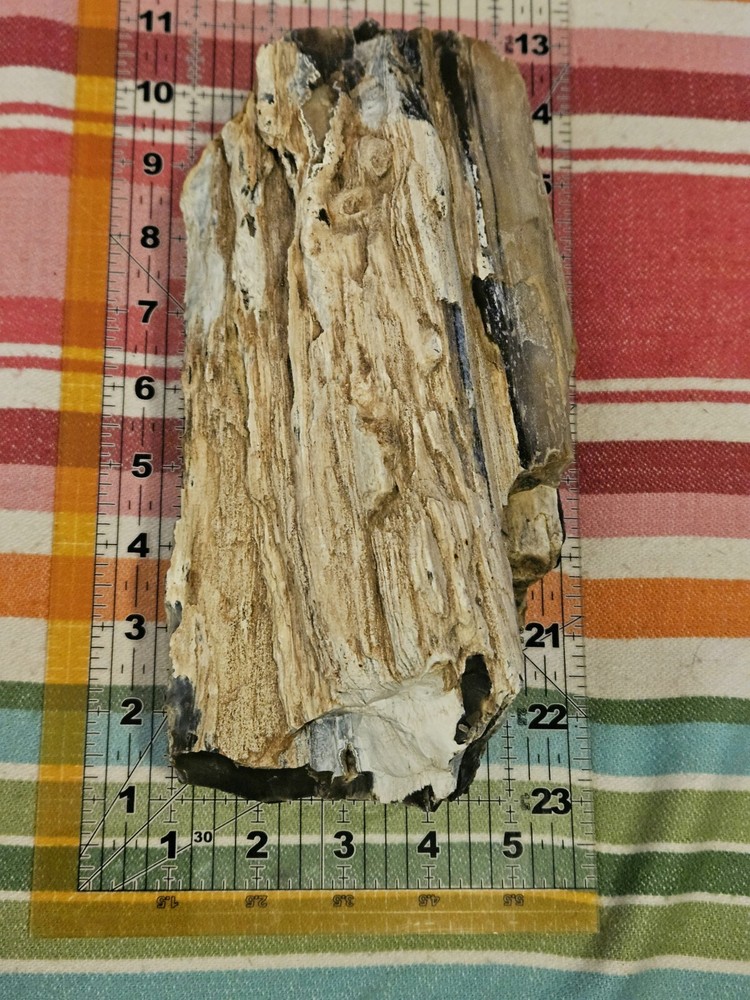 Petrified Wood 6lb 7oz