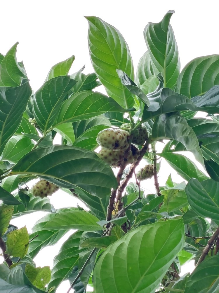 Noni Fruit Tree Seedling 5"+ Organic From Puerto Rico