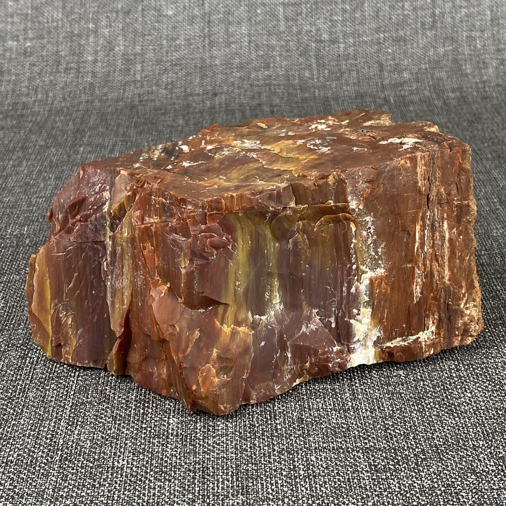 Petrified Wood 6" , 3.6 lbs