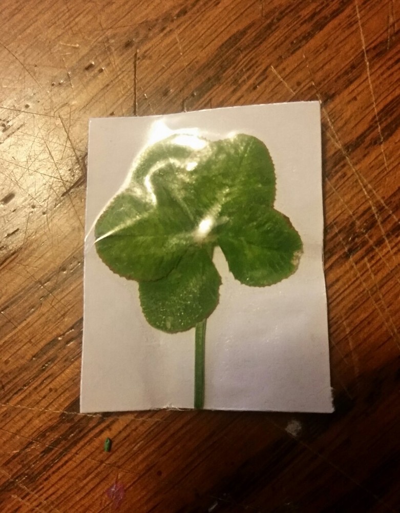 REAL HAND PICKED 5 LEAF clover.