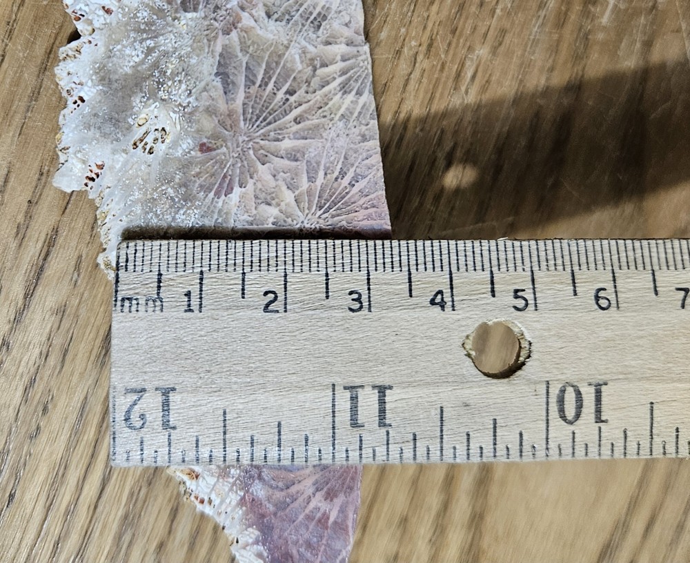 Fossized Coral Lapidary Slab 78 Grams