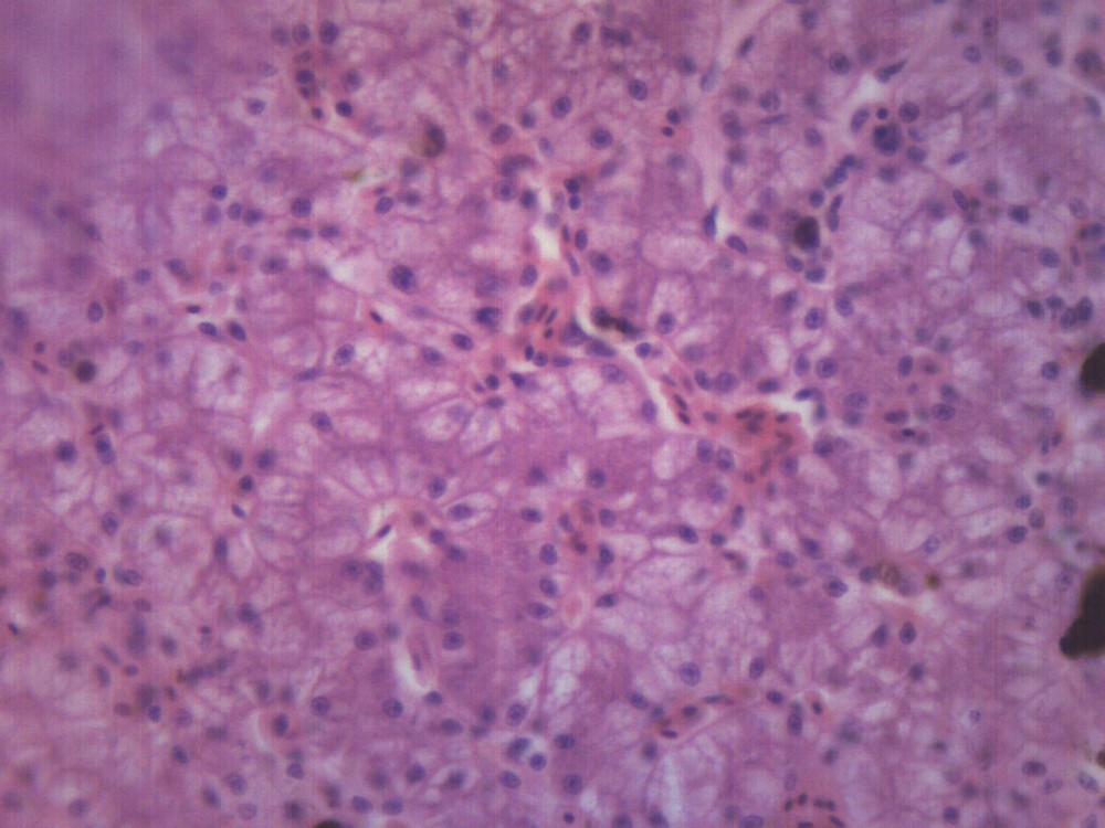 Frog Liver, Section - Prepared Microscope Slide - 75x25mm - Eisco Labs