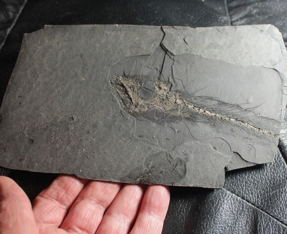 Lepidopus glarisianus - Big fossil fish
