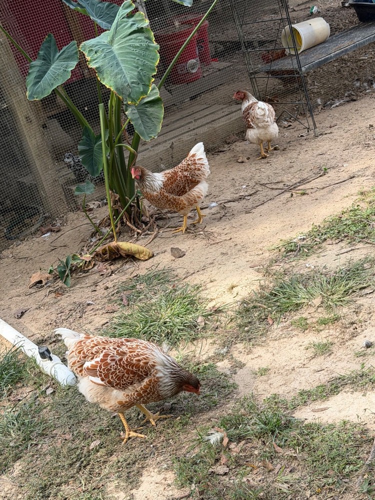 Frizzle BYM Hatching Eggs x12++