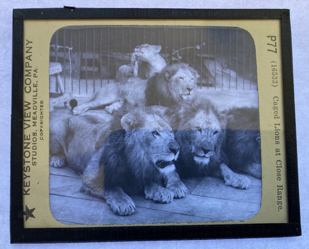 KEYSTONE MAGIC LANTERN SLIDE 77 CAGED LIONS 1920s