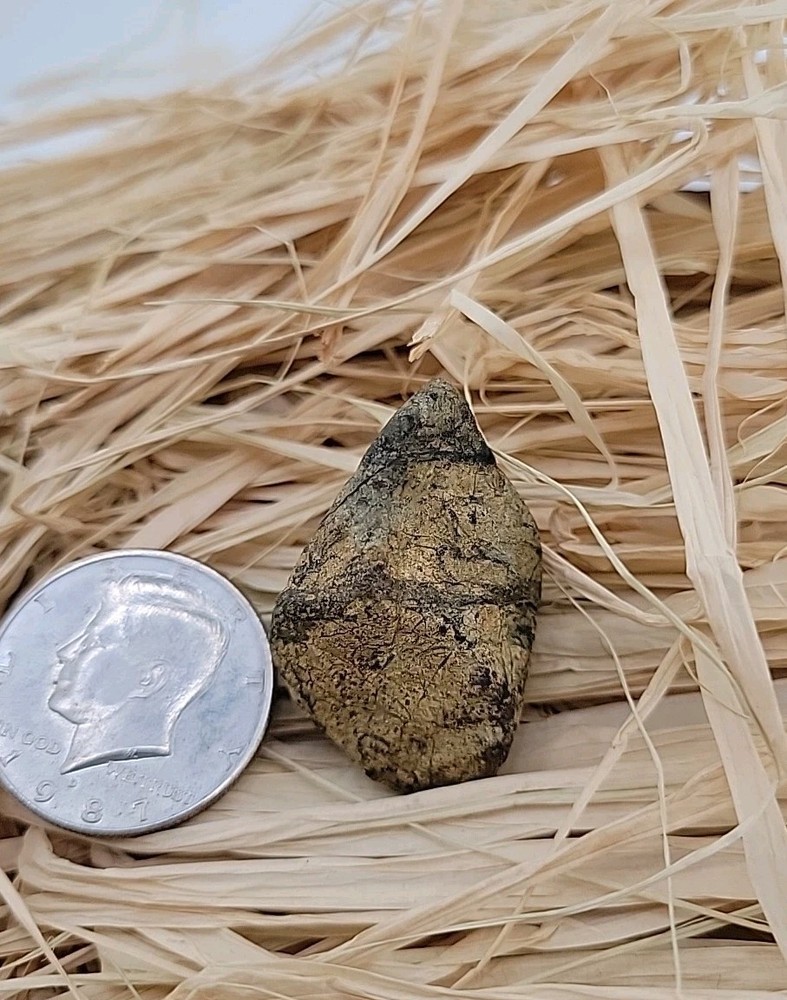 Triceratops Fossil Tooh Permineralized