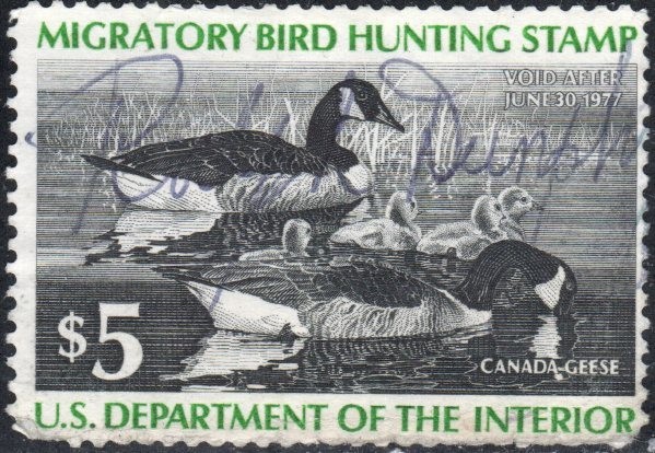 US Scott #RW43 Duck Stamp, used
