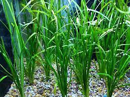Dwarf Sagittaria (Subulata) Bundle