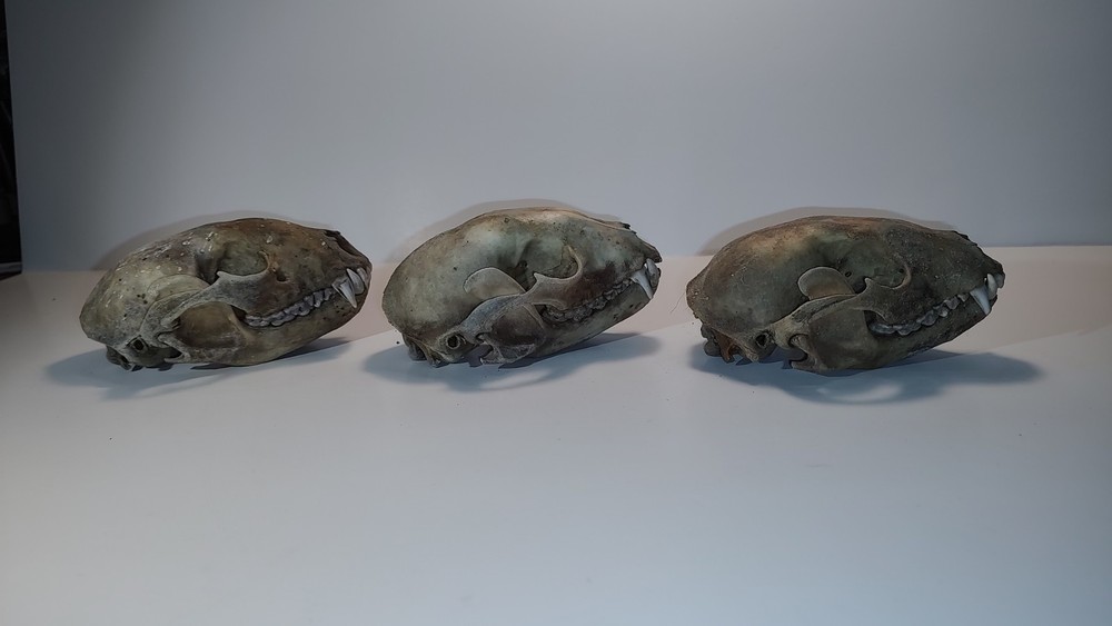 Raccoon Skull (3)