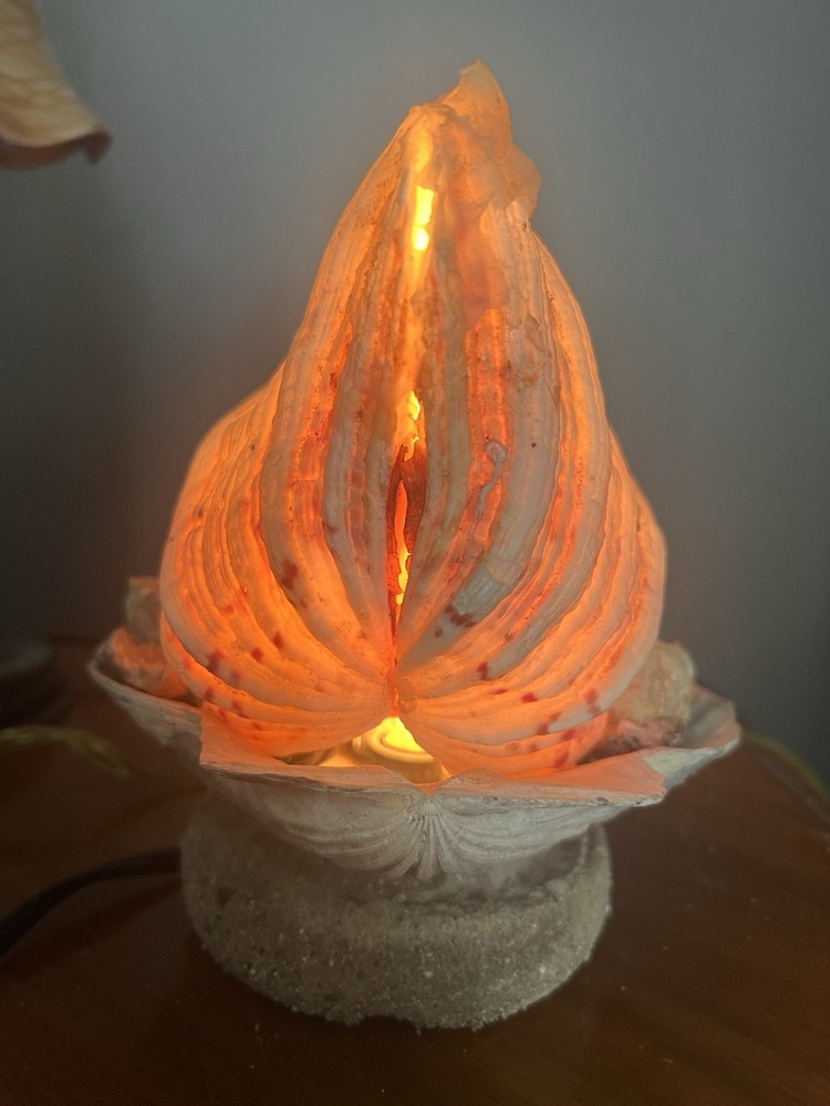 Clam Shell Lamp Accent Night Light