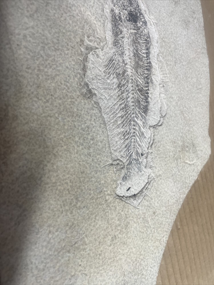Fossil Fish 8.5 X 10.5