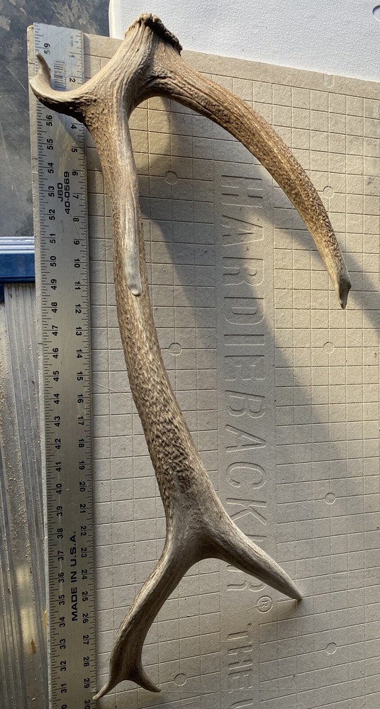 Unique “Freak” Elk Shed ~ Antler