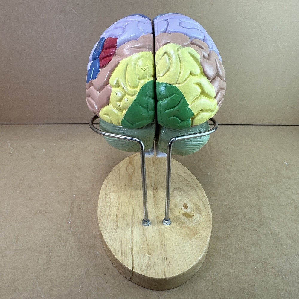 Human Brain Model with Laser-Engraved Numbers and Labeling | Includes Case/Stand