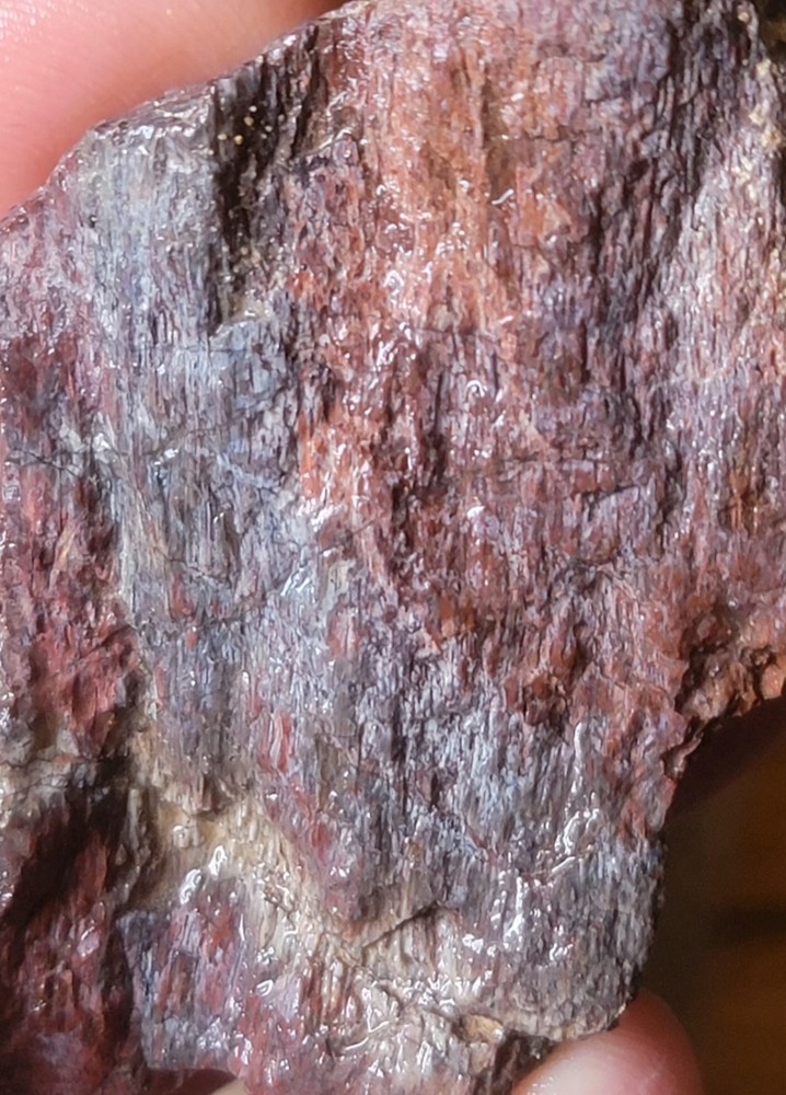 2.06 Lbs Agitized Dino Bone Smalls