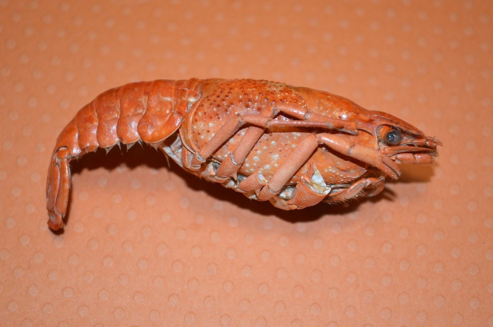 Whole Crayfish- Hermit Crab Food