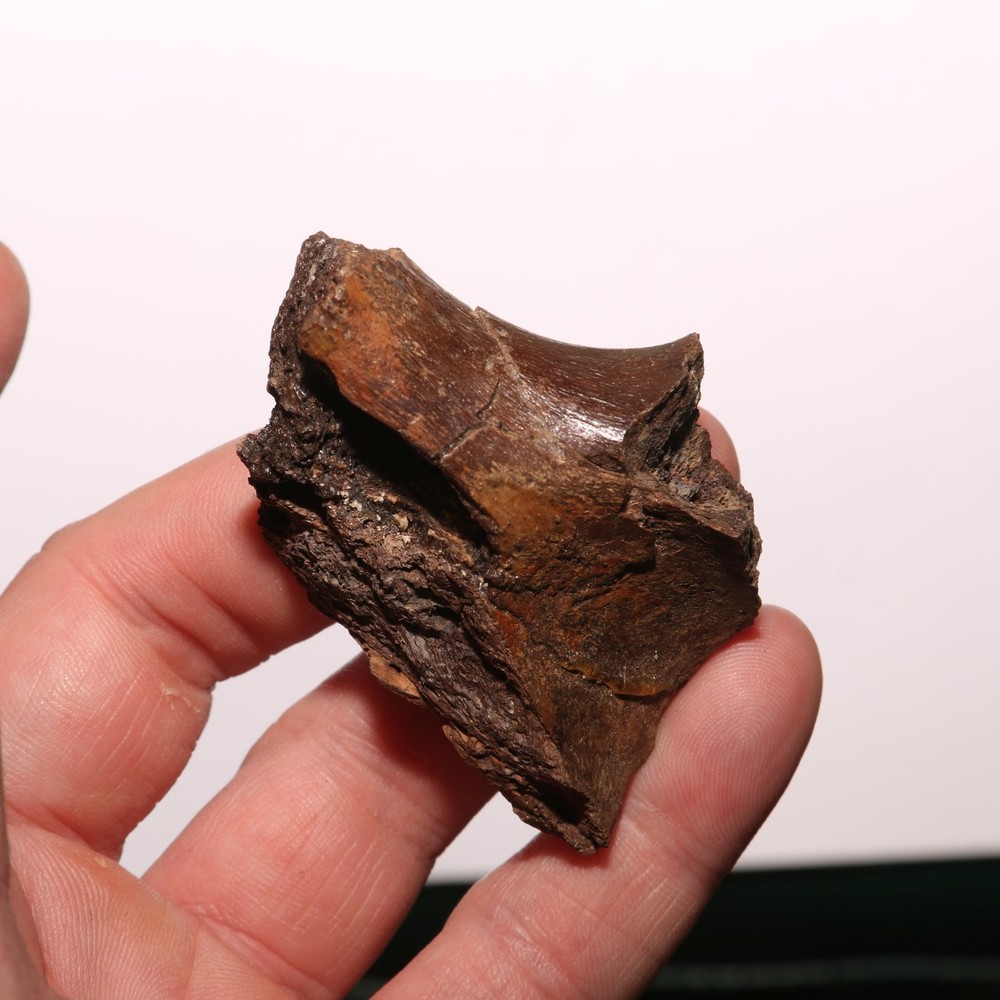 Dinosaur Vertebra Process - Fossil - Bone - Hell Creek Formation Cretaceous