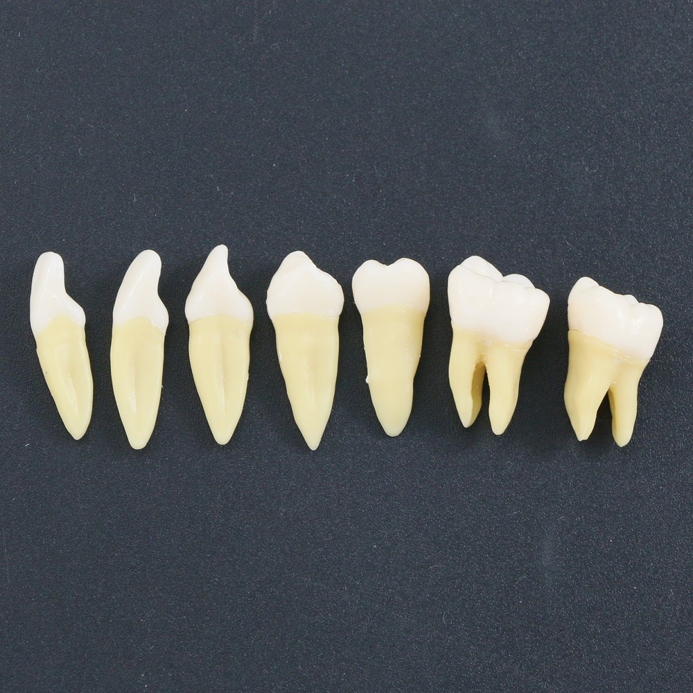 Dental 28Pcs 1:1 Permanent Teeth Demonstration Teach Study Model Tooth M7021
