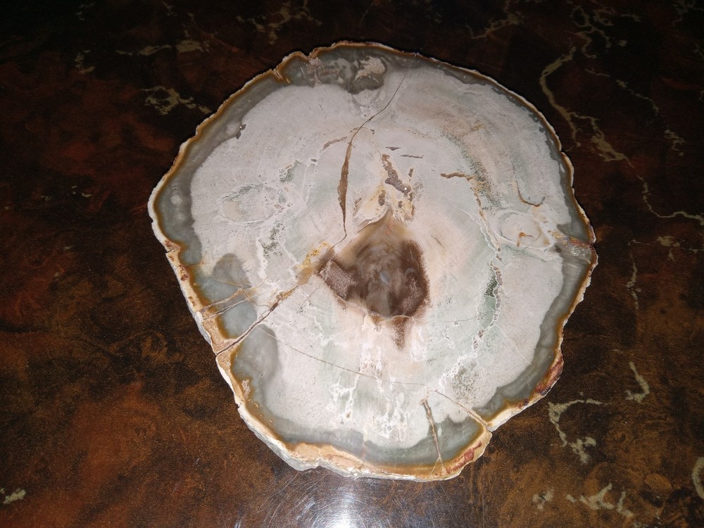 Petrified Wood from Madagascar