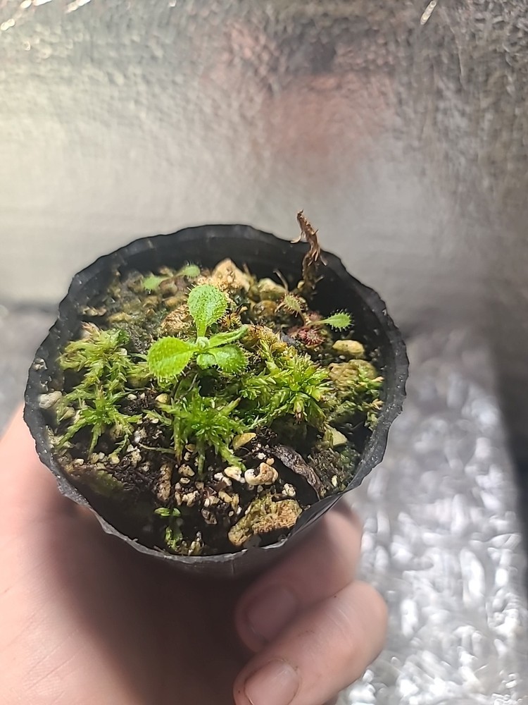 drosera adelae