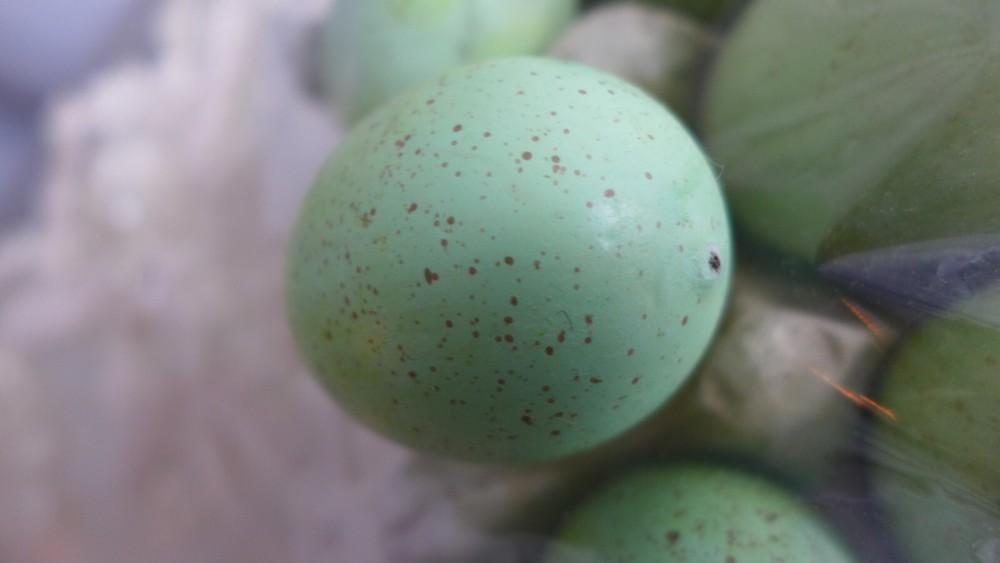 12 Speckled Pastel Blue Green Easter Eggs Decor Spring Basket Tier Set