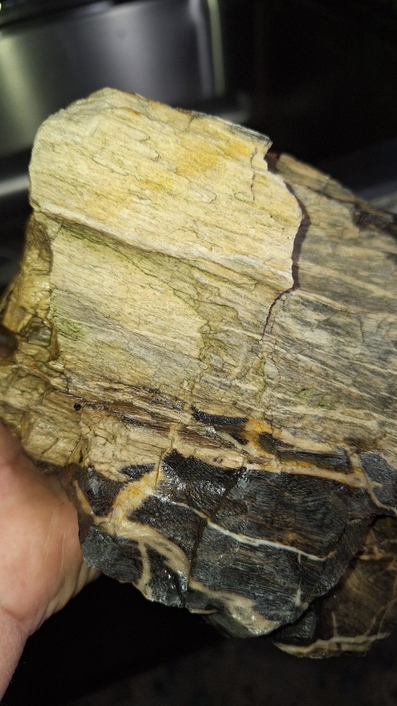 petrified wood log