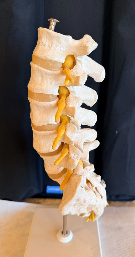Lumbar Spine Model A74 - 3B Scientific