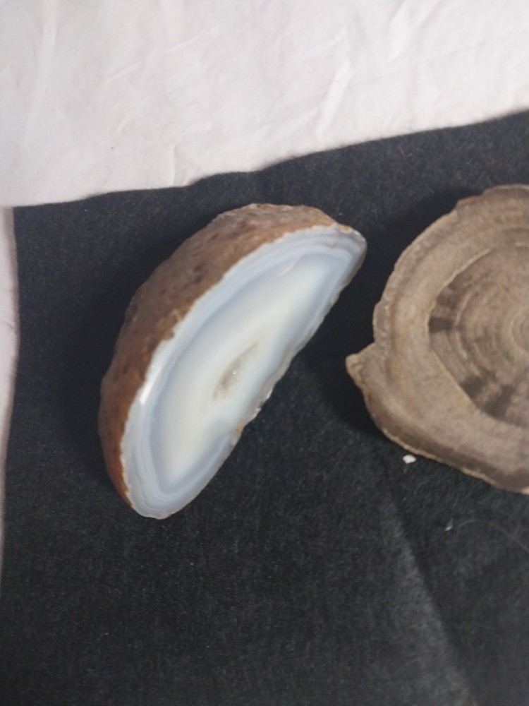 Petrified Wood, Half Geode Polished