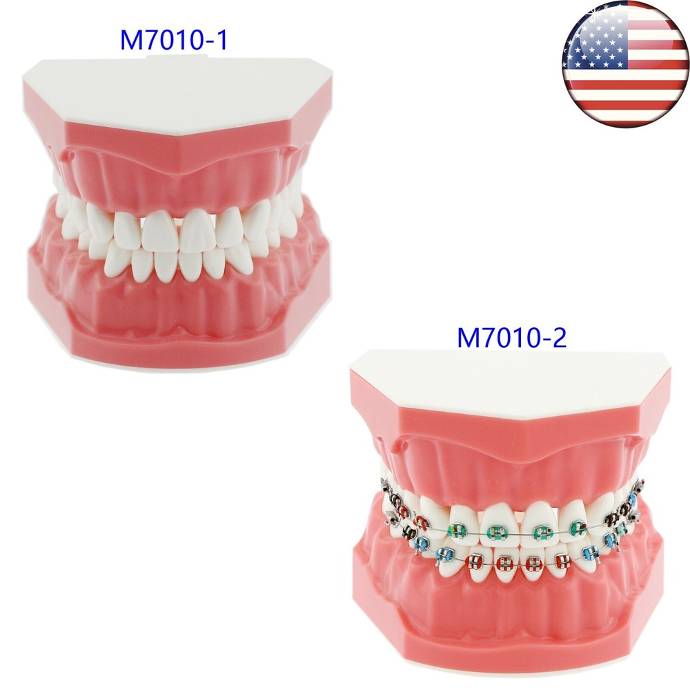 US Dental Teach Typodont Demonstration Teeth Model For Patient Study with Brace