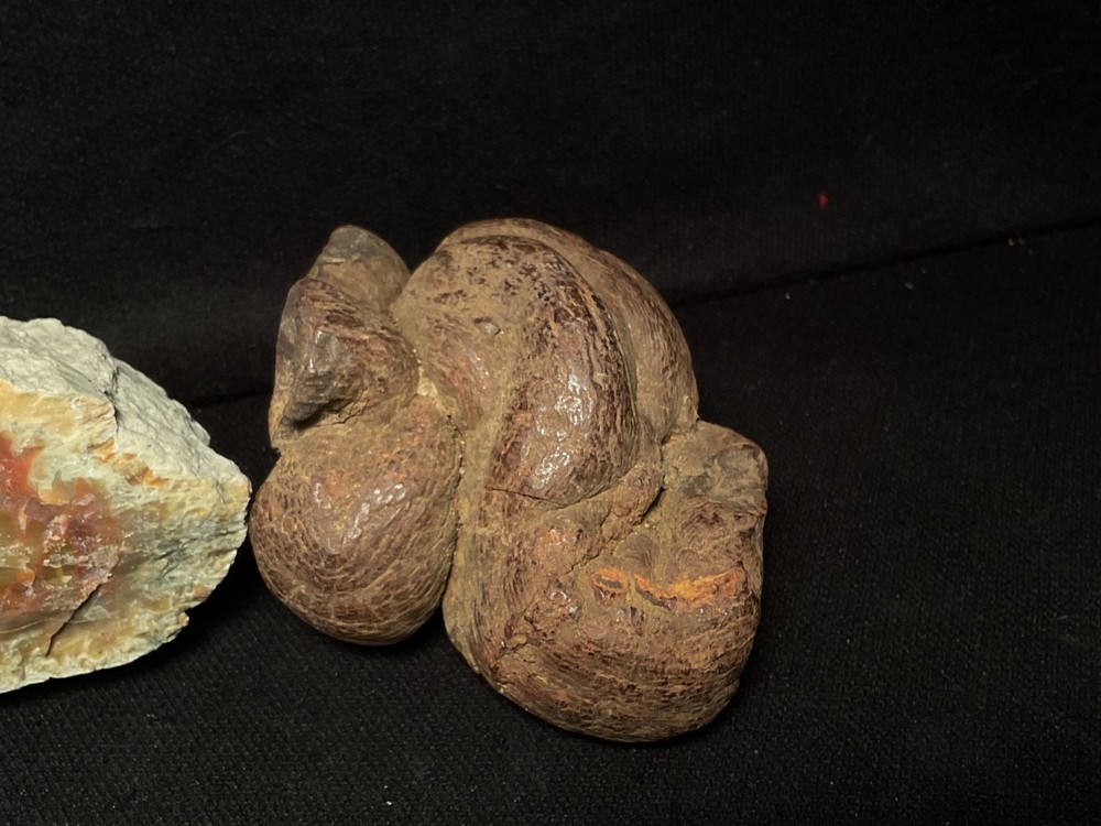 ~RW~ UNPOLISHED ONE POUND PIECE "DINOSAUR COPROLITE" ~~ TWO FORMS