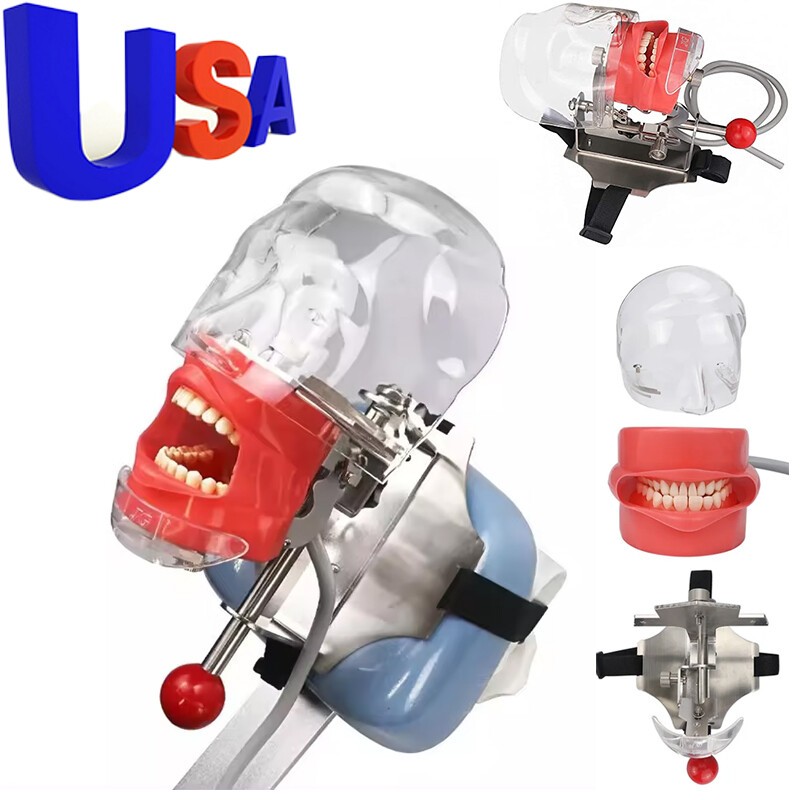 Student Dental Teaching Head Mold Oral Simulation Simple Head Mold Adjustment2pc