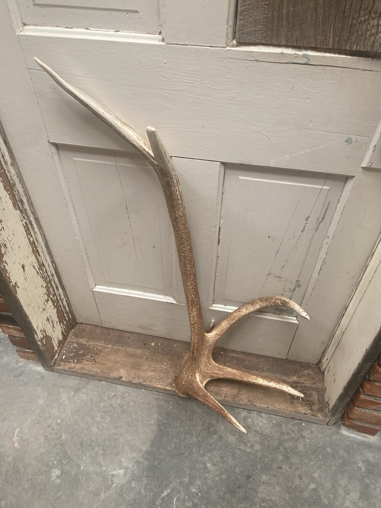 Unique “freak” Elk Antler ~ Shed